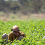 farm workers