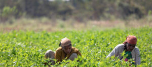 farm workers