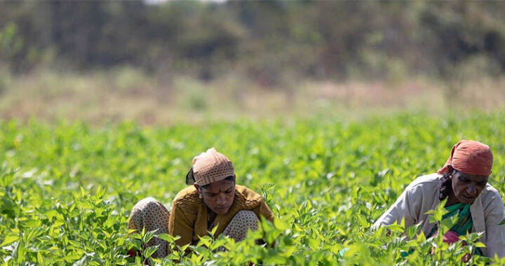 farm workers